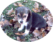 pup.gif